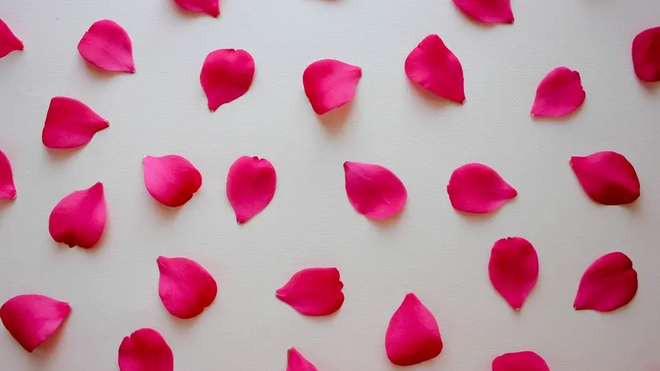 Arnaques et faux profils: des pétales de rose éparpillés sur un fond blanc
