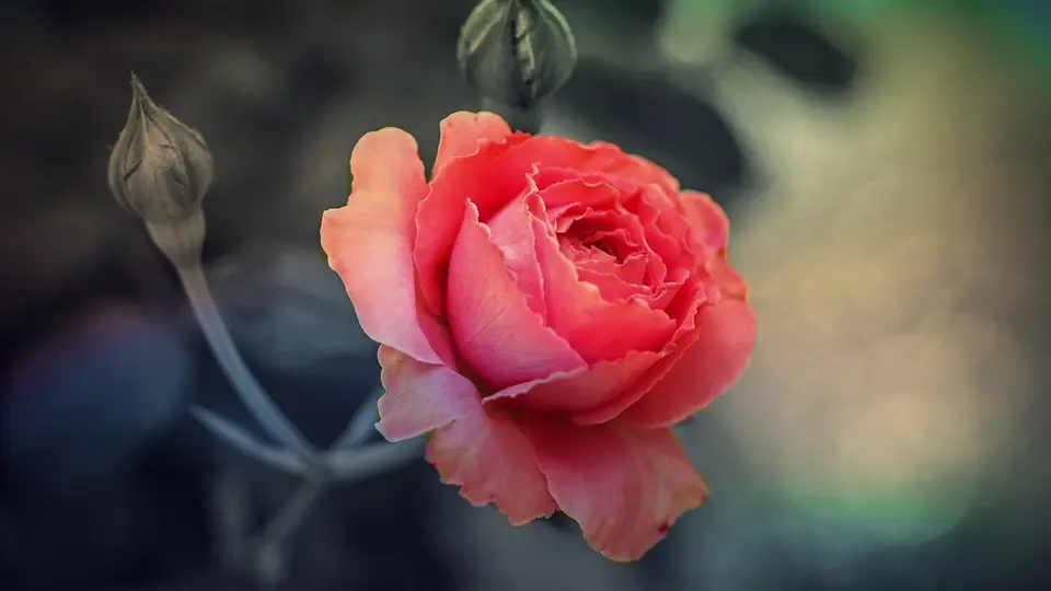 Plan cul Tournai: une rose rouge sur un fond sombre