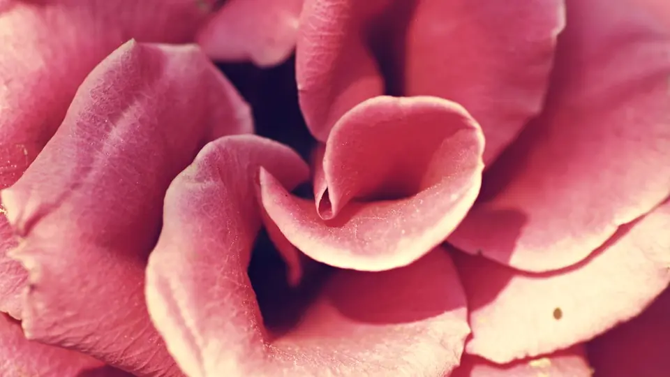 Premier rendez-vous plan cul: les pétales d'une rose en gros plan