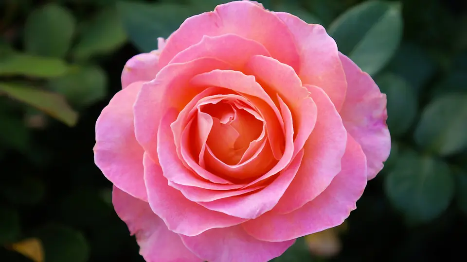 Profil plan cul: une rose rose épanouie sur un fond vert